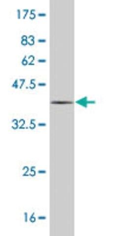 Monoclonal Anti-MYL6 antibody produced in mouse