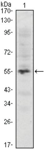 Monoclonal Anti-MUM1 antibody produced in mouse