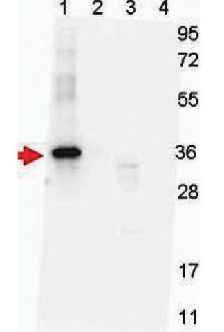 Monoclonal Anti-NAG-1 antibody produced in mouse