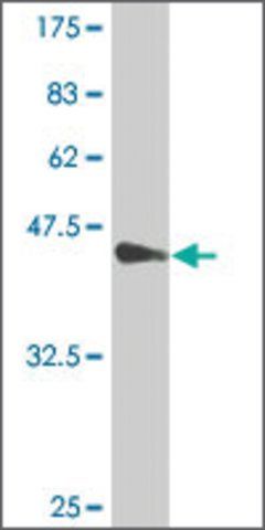 Monoclonal Anti-MYL4 antibody produced in mouse