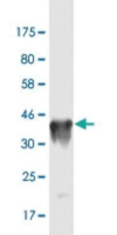 Monoclonal Anti-NANOS3 antibody produced in mouse