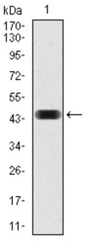 Monoclonal Anti-NCK1 antibody produced in mouse