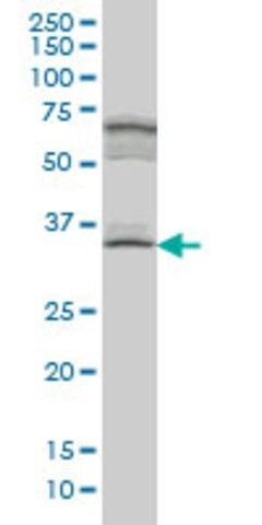 Monoclonal Anti-MYOZ1 antibody produced in mouse