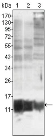 Monoclonal Anti-S100A10 antibody produced in mouse