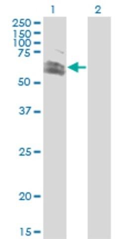 Monoclonal Anti-RNF12 antibody produced in mouse