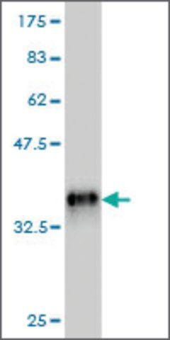 Monoclonal Anti-RNPS1 antibody produced in mouse