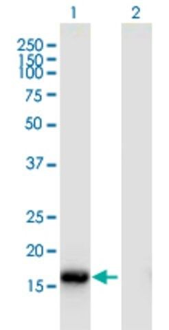 Monoclonal Anti-ROBO3 antibody produced in mouse