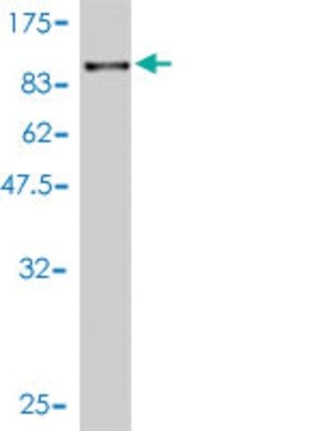 Monoclonal Anti-RPN1 antibody produced in mouse