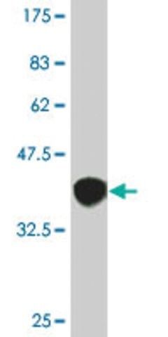 Monoclonal Anti-ROBO1 antibody produced in mouse