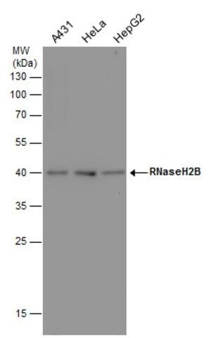 Monoclonal Anti-RNaseH2B antibody produced in mouse