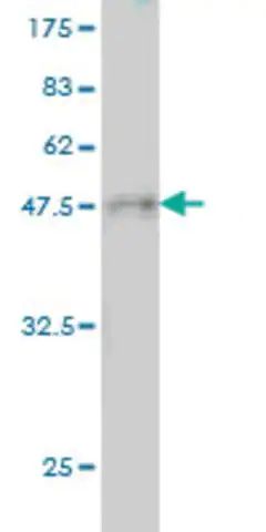 Monoclonal Anti-RPSA antibody produced in mouse