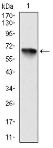 Monoclonal Anti-RPS6KA3 antibody produced in mouse