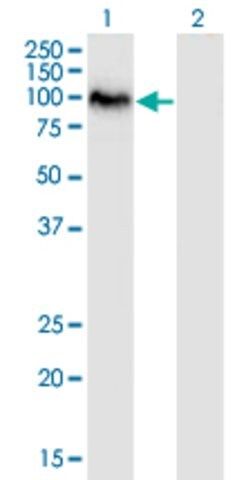 Monoclonal Anti-SAFB2 antibody produced in mouse