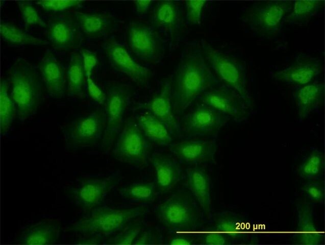 Monoclonal Anti-S100A13 antibody produced in mouse