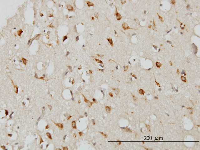 Monoclonal Anti-SERPINI1 antibody produced in mouse