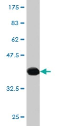 Monoclonal Anti-SCAMP3 antibody produced in mouse