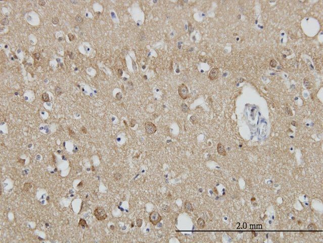 Monoclonal Anti-SH3GL2 antibody produced in mouse