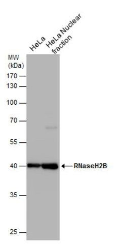 Monoclonal Anti-RNaseH2B antibody produced in mouse