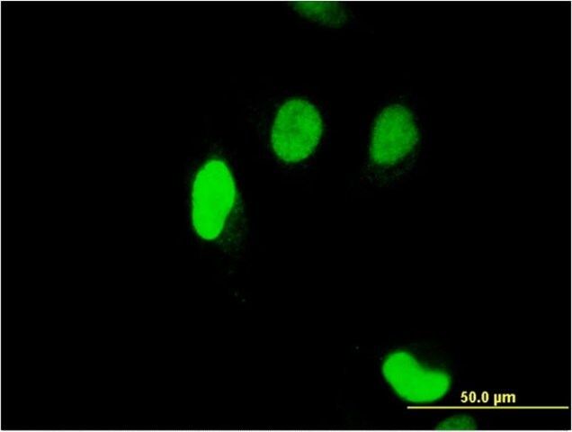 Monoclonal Anti-SERTAD1 antibody produced in mouse