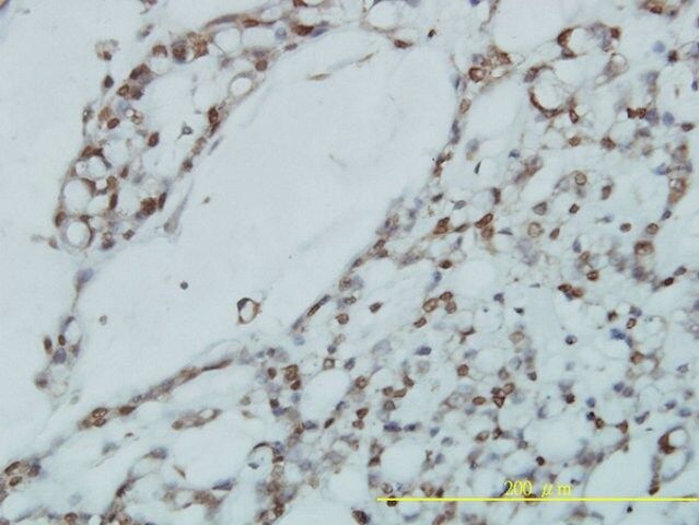 Monoclonal Anti-RPL39L antibody produced in mouse