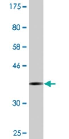 Monoclonal Anti-SFRS9 antibody produced in mouse