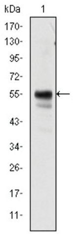 Monoclonal Anti-RUNX1 antibody produced in mouse