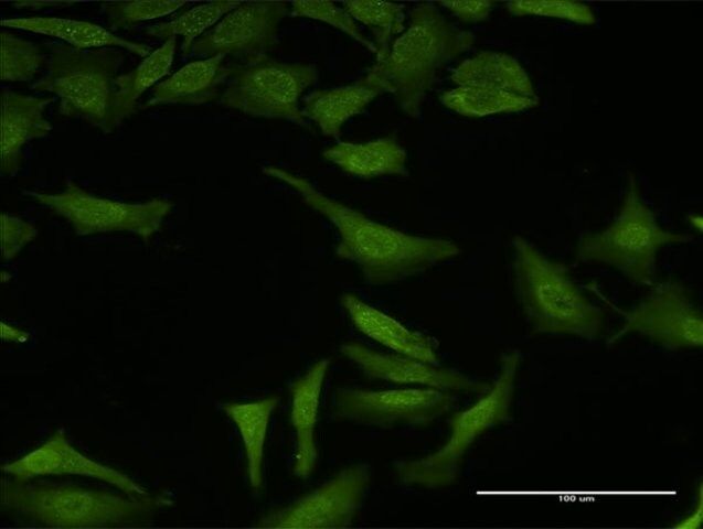 Monoclonal Anti-SF3B3 antibody produced in mouse