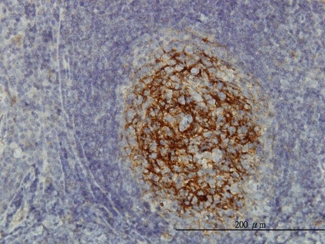 Monoclonal Anti-SDCBP antibody produced in mouse