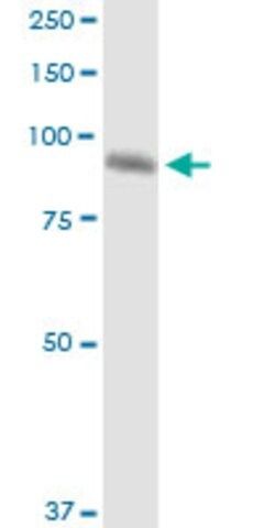 Monoclonal Anti-FIGN antibody produced in mouse