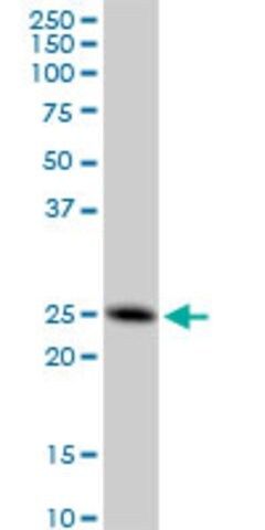 Monoclonal Anti-FAM3C antibody produced in mouse