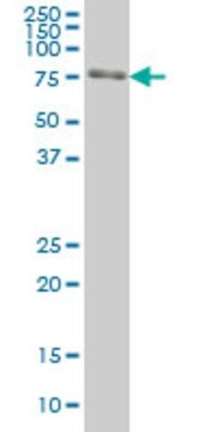 Monoclonal Anti-FKBP10 antibody produced in mouse