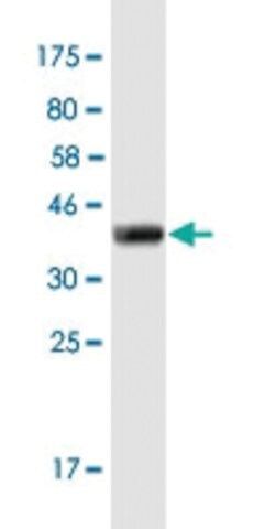 Monoclonal Anti-FOXD4L1 antibody produced in mouse