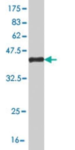 Monoclonal Anti-FAIM3 antibody produced in mouse