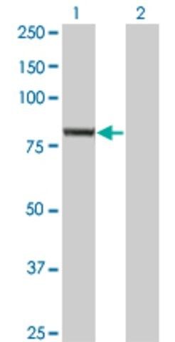 Monoclonal Anti-EXOC3 antibody produced in mouse