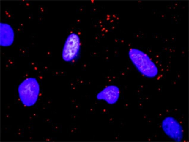 Monoclonal Anti-FLT3LG antibody produced in mouse