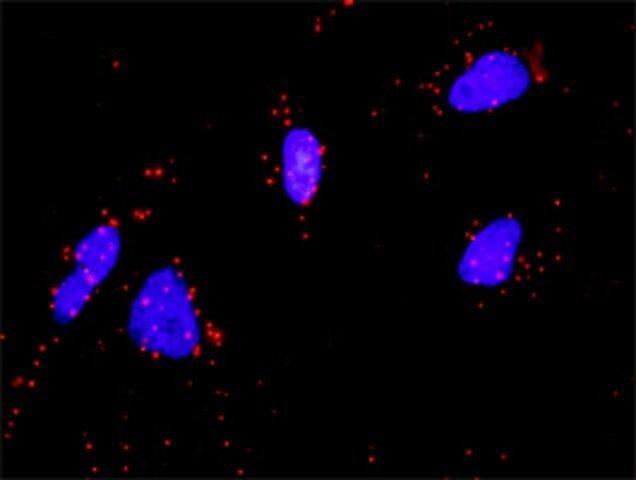 Monoclonal Anti-FGFR4 antibody produced in mouse