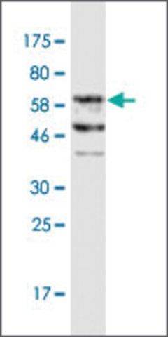 Monoclonal Anti-FAM62B, (N-terminal) antibody produced in mouse