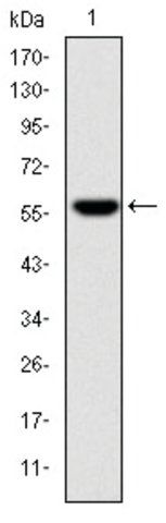 Monoclonal Anti-FGG antibody produced in mouse