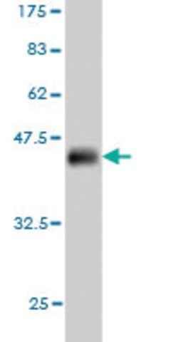 Monoclonal Anti-FLT4 antibody produced in mouse