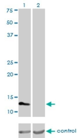 Monoclonal Anti-FABP3 antibody produced in mouse