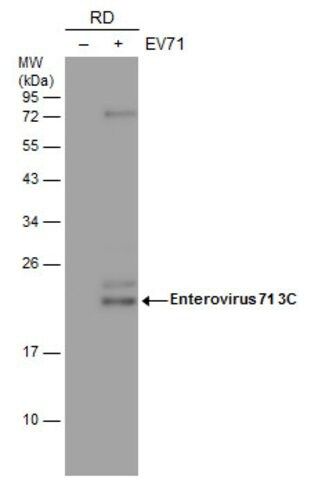 Monoclonal Anti-EV71 3C antibody produced in mouse