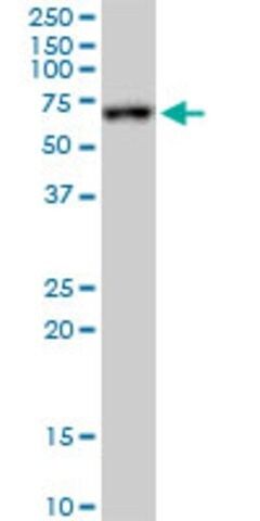 Monoclonal Anti-FKBP10 antibody produced in mouse