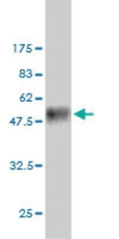 Monoclonal Anti-FMNL2 antibody produced in mouse