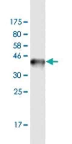 Monoclonal Anti-FIGLA antibody produced in mouse