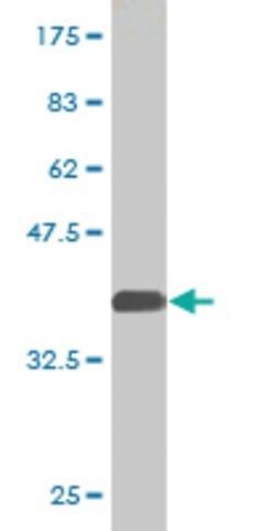 Monoclonal Anti-FABP6 antibody produced in mouse