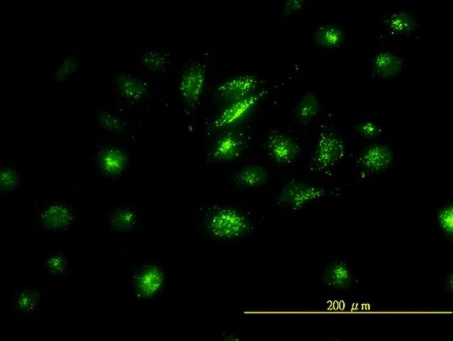 Monoclonal Anti-FOSL2 antibody produced in mouse