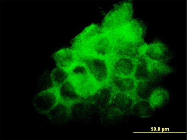 Monoclonal Anti-FNDC3A antibody produced in mouse