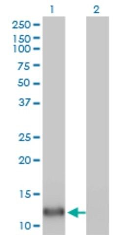 Monoclonal Anti-FABP4 antibody produced in mouse