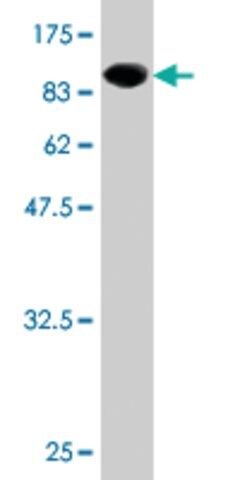 Monoclonal Anti-FLJ20364 antibody produced in mouse