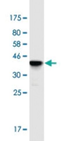 Monoclonal Anti-FKBP6 antibody produced in mouse